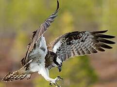 Western Osprey