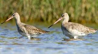 Black-tailed Godwit