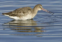 Black-tailed Godwit