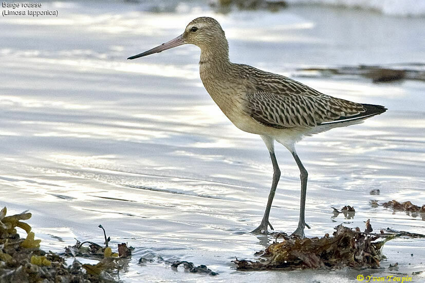 Bar-tailed Godwit