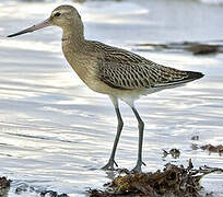 Bar-tailed Godwit