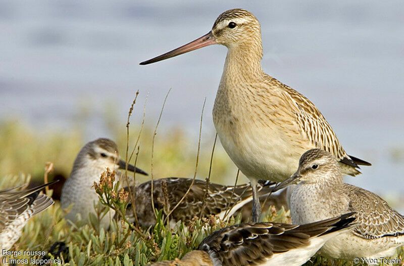 Bar-tailed Godwit, identification