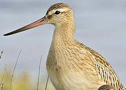 Bar-tailed Godwit