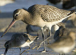 Bar-tailed Godwit