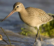 Bar-tailed Godwit