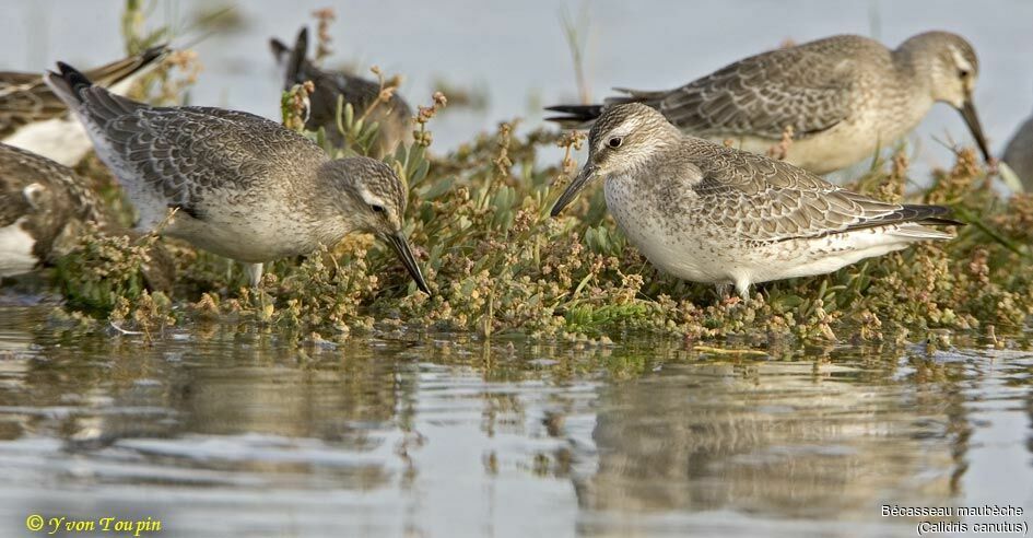 Bécasseau maubèche, identification