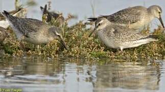 Red Knot