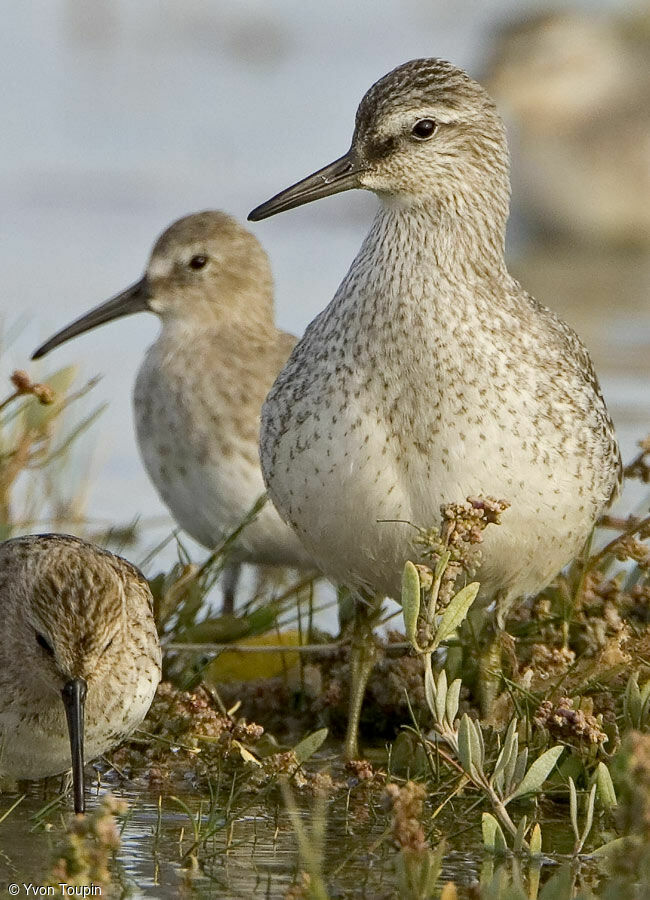 Red Knot, identification