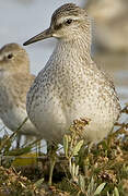 Red Knot