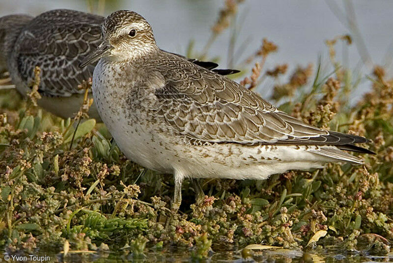 Bécasseau maubèche, identification