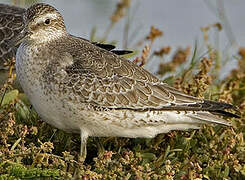 Red Knot