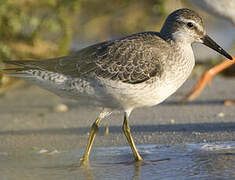 Red Knot