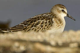 Little Stint