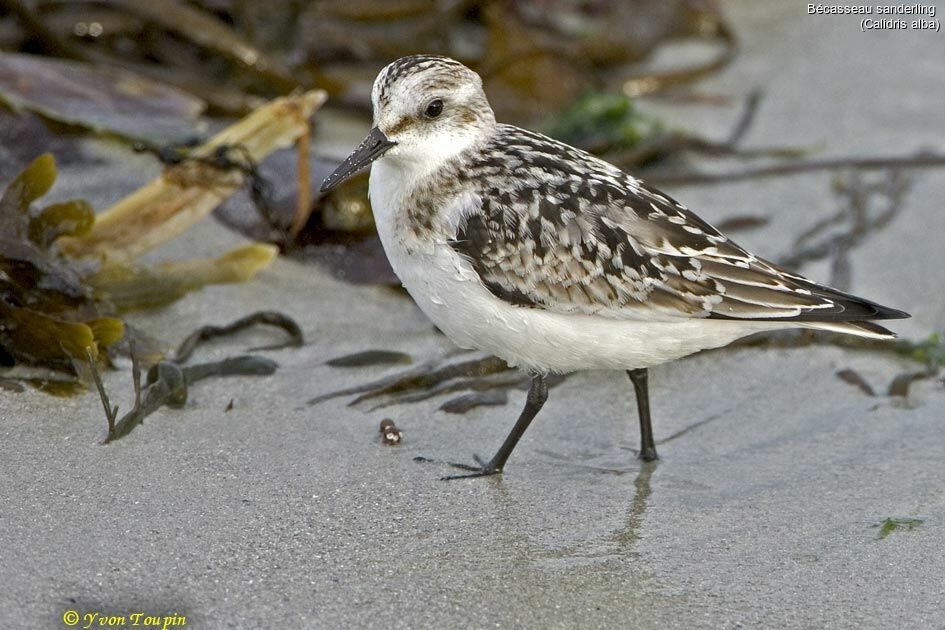 Bécasseau sanderling, identification