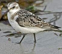 Bécasseau sanderling