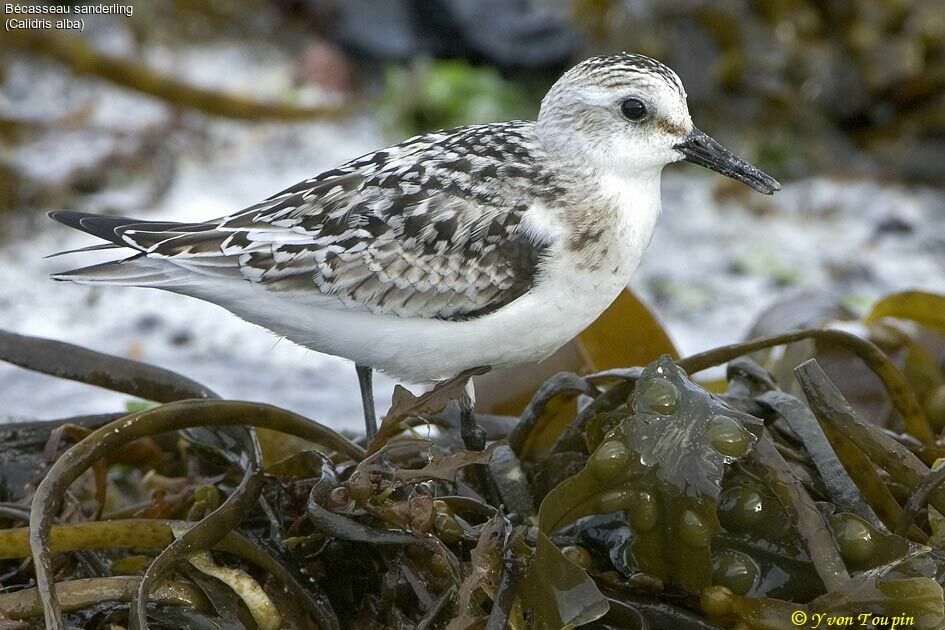 Bécasseau sanderling