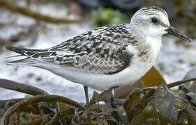 Bécasseau sanderling