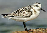 Bécasseau sanderling