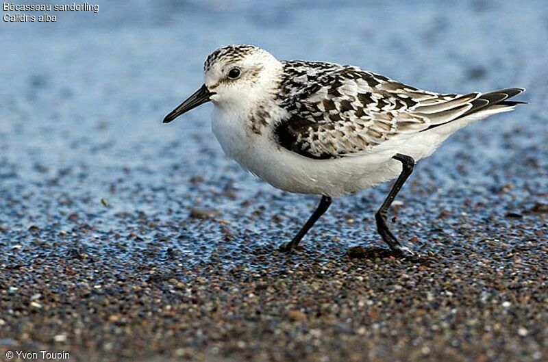 Sanderling, identification