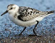 Bécasseau sanderling