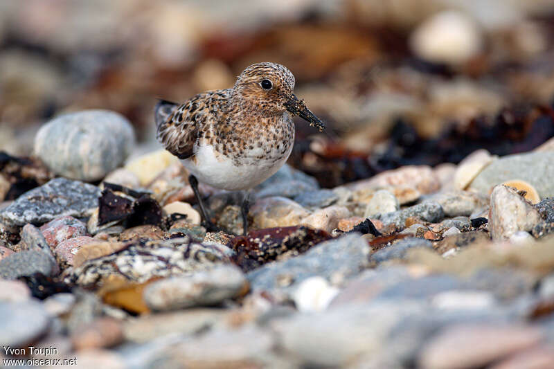 Sanderling, identification