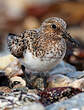 Bécasseau sanderling