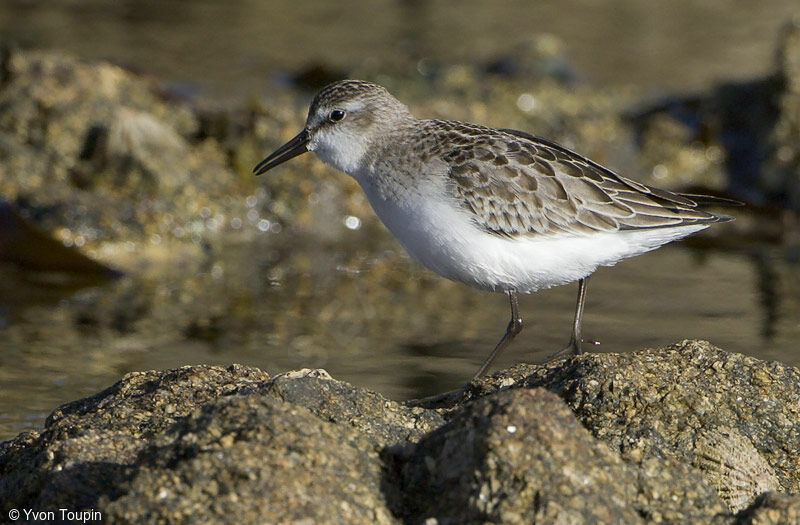 Semipalmated Sandpiper