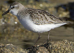 Semipalmated Sandpiper