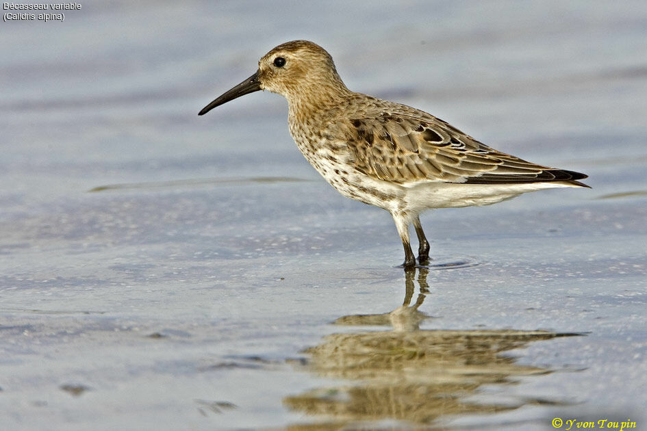 Dunlin