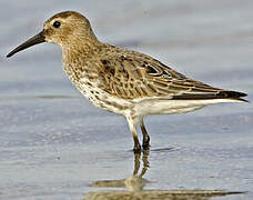 Dunlin