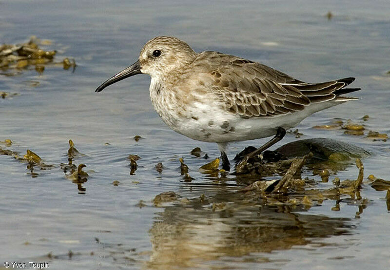 Bécasseau variable, identification