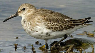 Dunlin