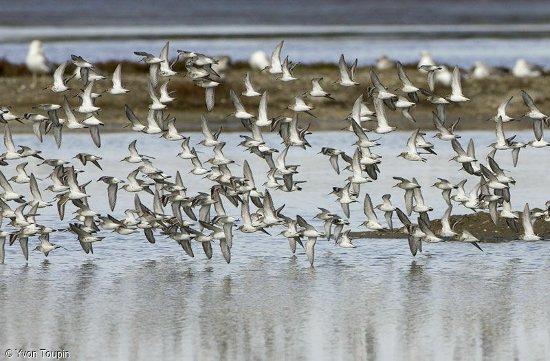 Dunlin