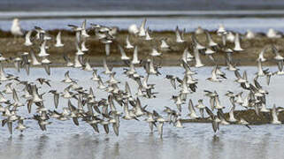 Dunlin