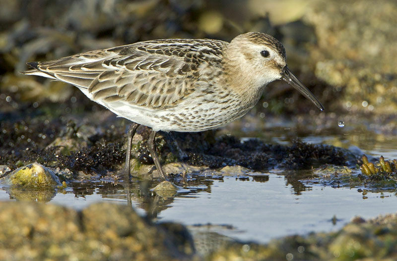 Dunlin