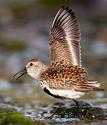 Dunlin