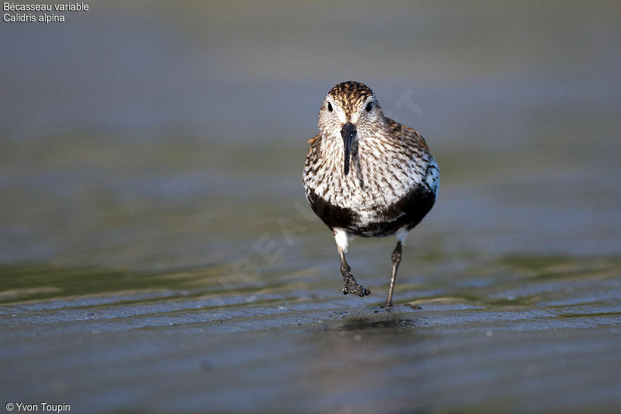 Dunlin, identification