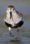 Dunlin