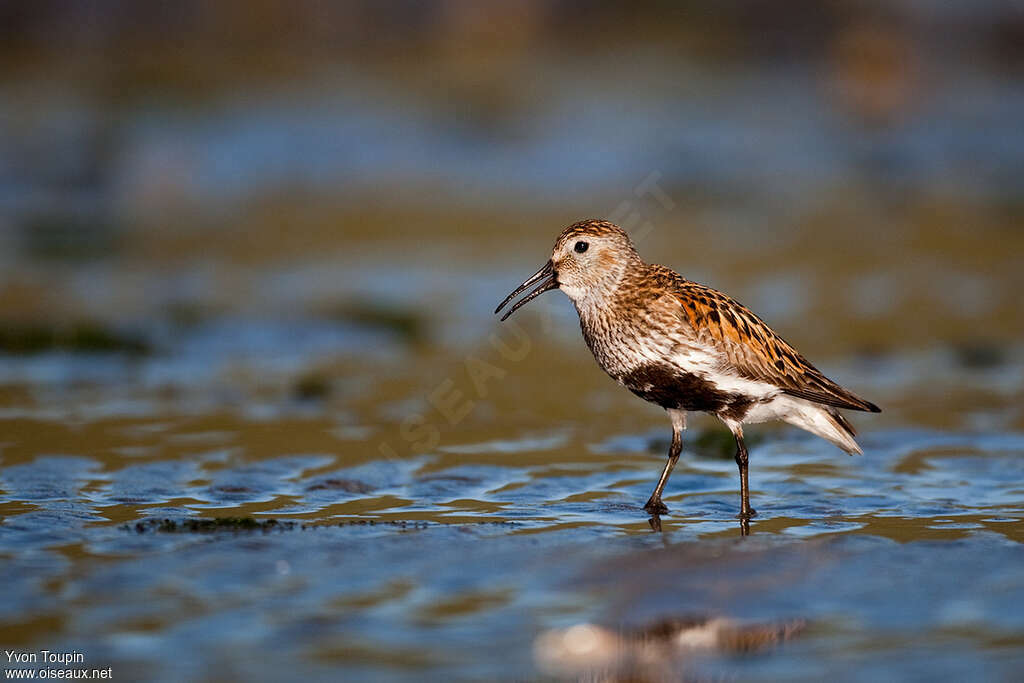 Dunlinadult breeding, identification