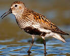 Bécasseau variable