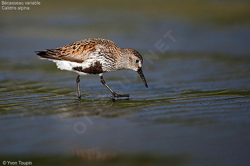 Bécasseau variable, identification