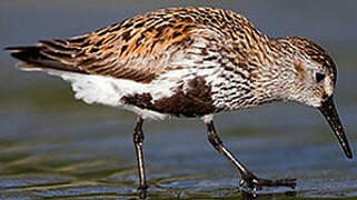 Dunlin