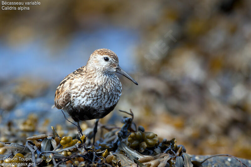 Bécasseau variable, identification