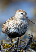 Dunlin