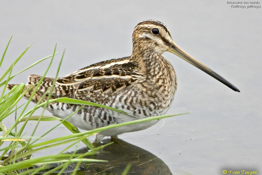 Common Snipe, identification