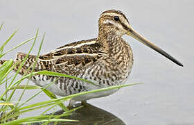 Common Snipe