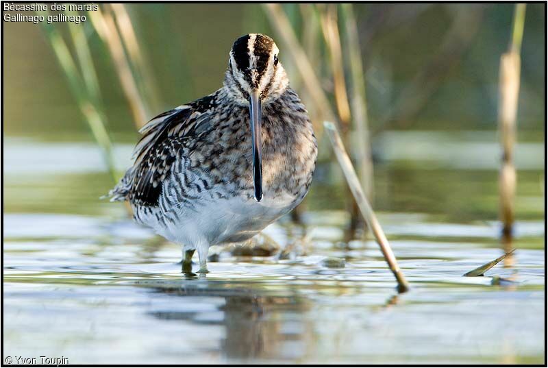 Common Snipe