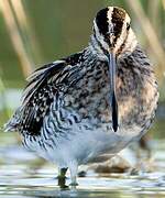 Common Snipe