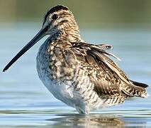 Common Snipe