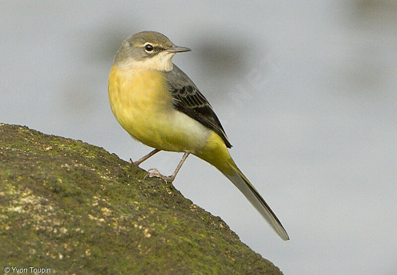 Bergeronnette des ruisseaux, identification